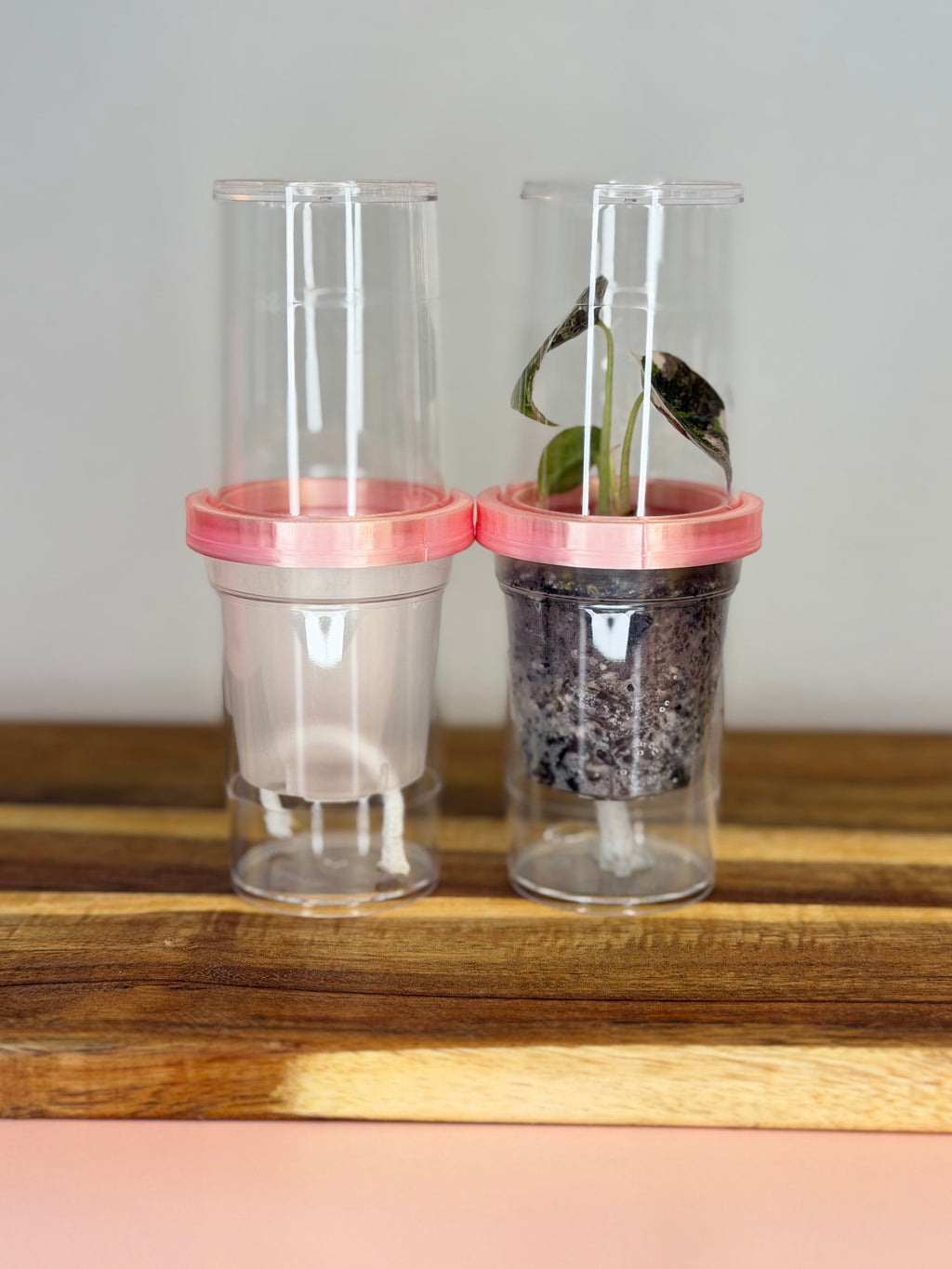 Tissue Culture Self Watering Kit | Set of 10