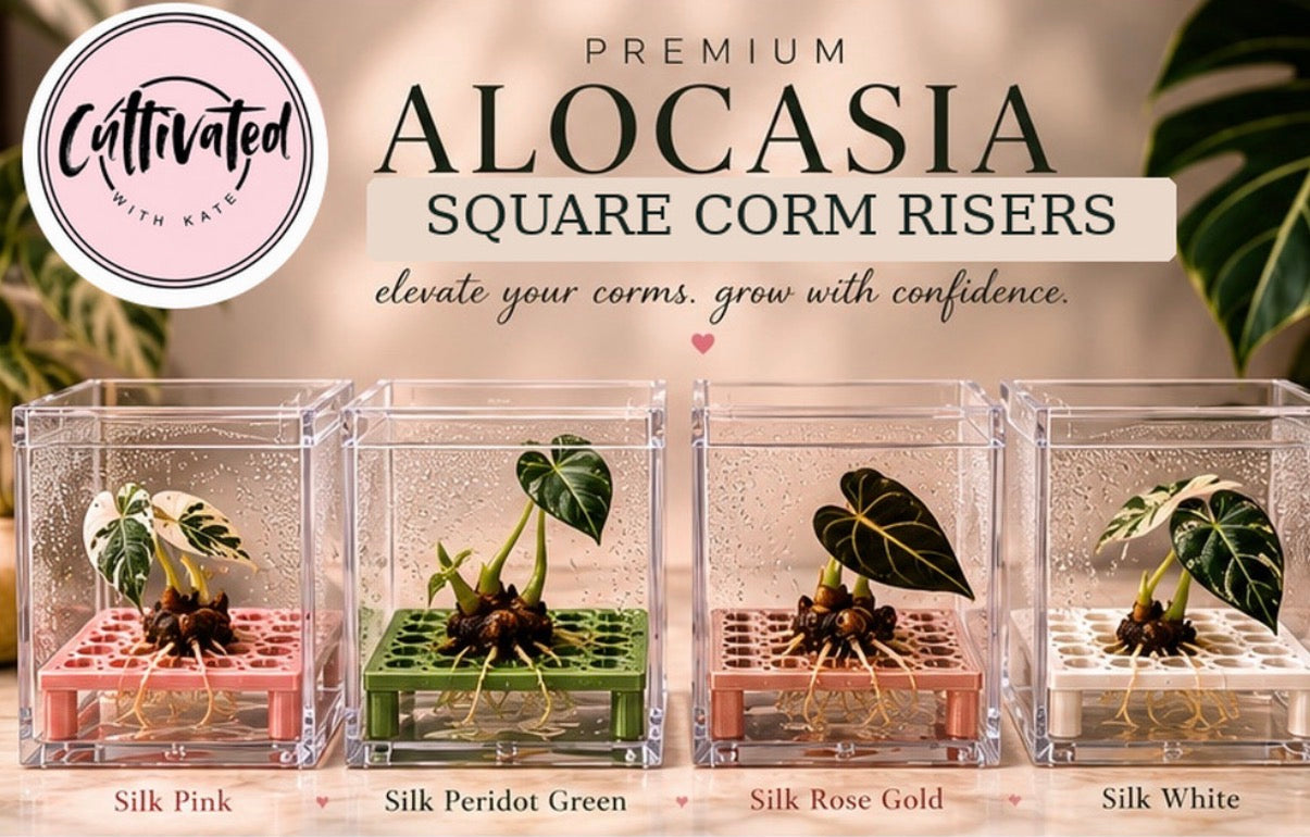 Square Corm Riser Bundle — INCLUDES Risers + Box *updated