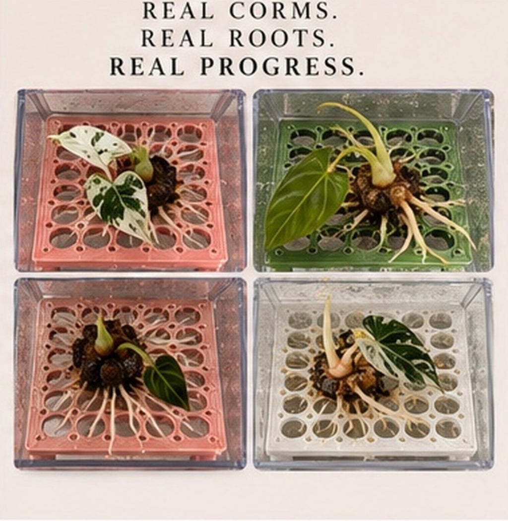 Square Corm Riser Bundle — INCLUDES Risers + Box *updated