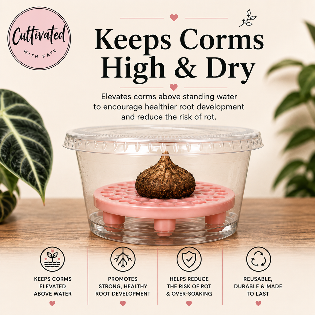 Corm Riser Set | With Cup & Lid | Set of 20