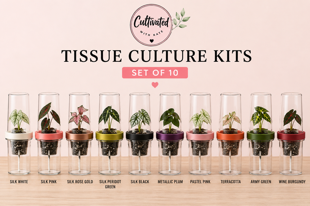 Tissue Culture Self Watering Kit | Set of 10
