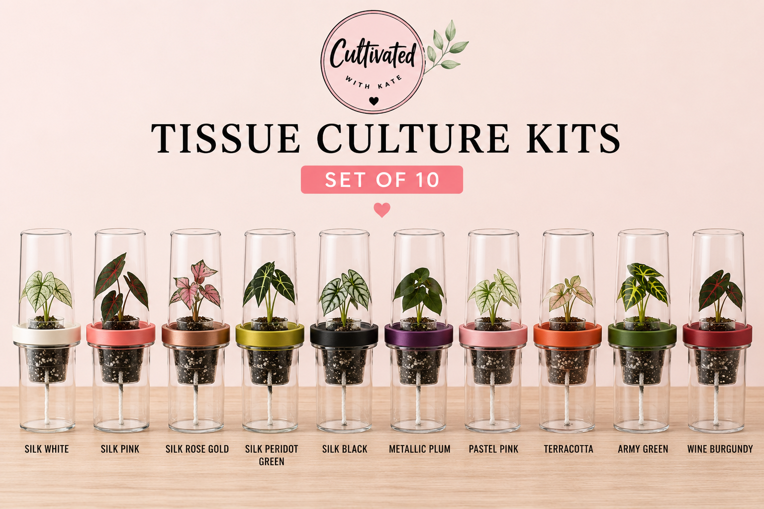 Tissue Culture Self Watering Kit | Set of 10